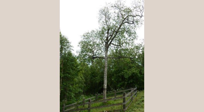 The miraculous cross tree on Golgotha hill on the spot where many gulag prisoners died 