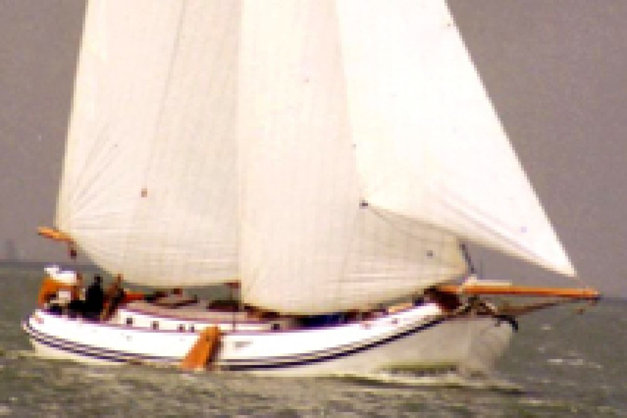 Witte Walvis