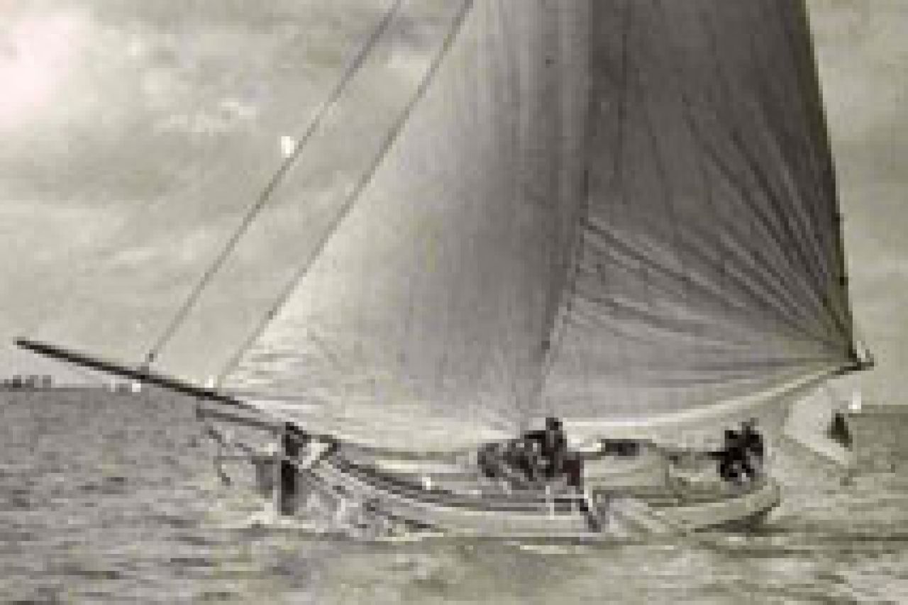 Sperwer