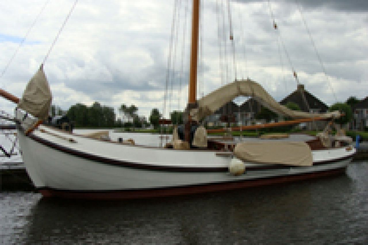 Dolfijn
