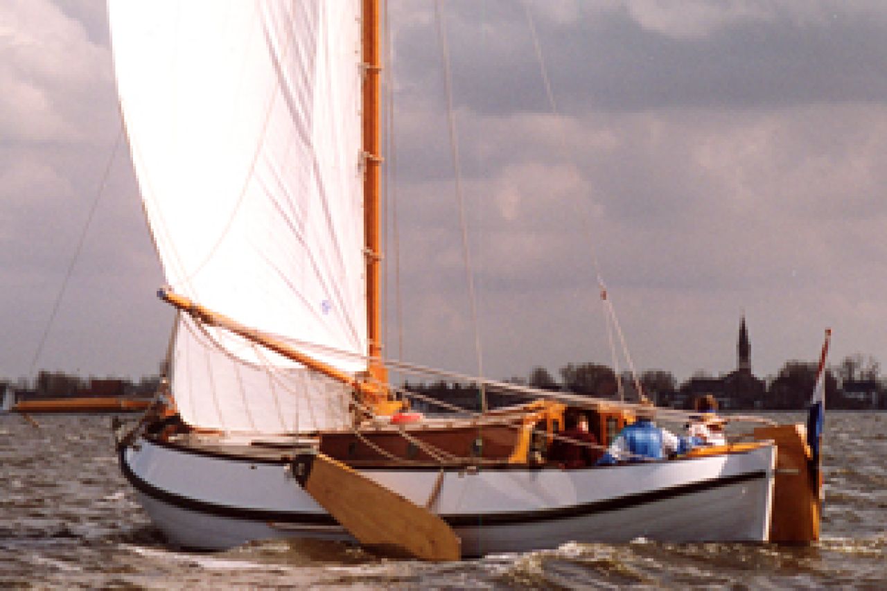 Viola